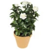 24 Inch Artificial Outdoor White Gardenia Bush: Unpotted -Artificial Trees Shop AGF A 0690