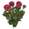 17 Inch Artificial Outdoor Wine/Red Geranium Bush: Unpotted