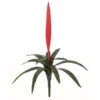 27 Inch Outdoor Red Vriesea Splendens Bromeliad 2 27 Inch Outdoor Red Vriesea Splendens Bromeliad -Artificial Trees Shop AGF A 144136