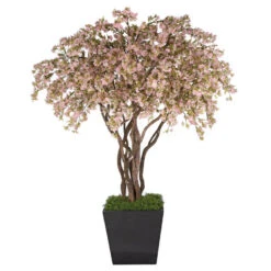 8 Foot Cherry Blossom Tree: Potted