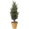 3 Foot Artificial Outdoor Podocarpus Bush: Natural Trunk -Artificial Trees Shop AGF1042 ZM 1