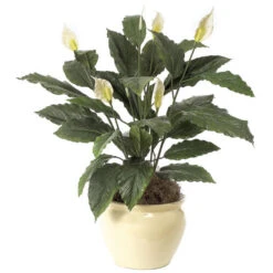 34 Inch Spathiphyllum Bush: Potted