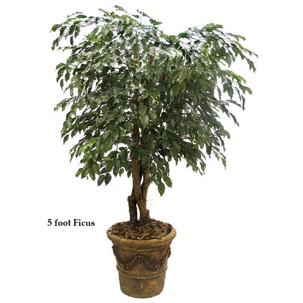 5 Foot Outdoor Artificial Ficus Tree With Natural Trunks 3 5 Foot Outdoor Artificial Ficus Tree With Natural Trunks