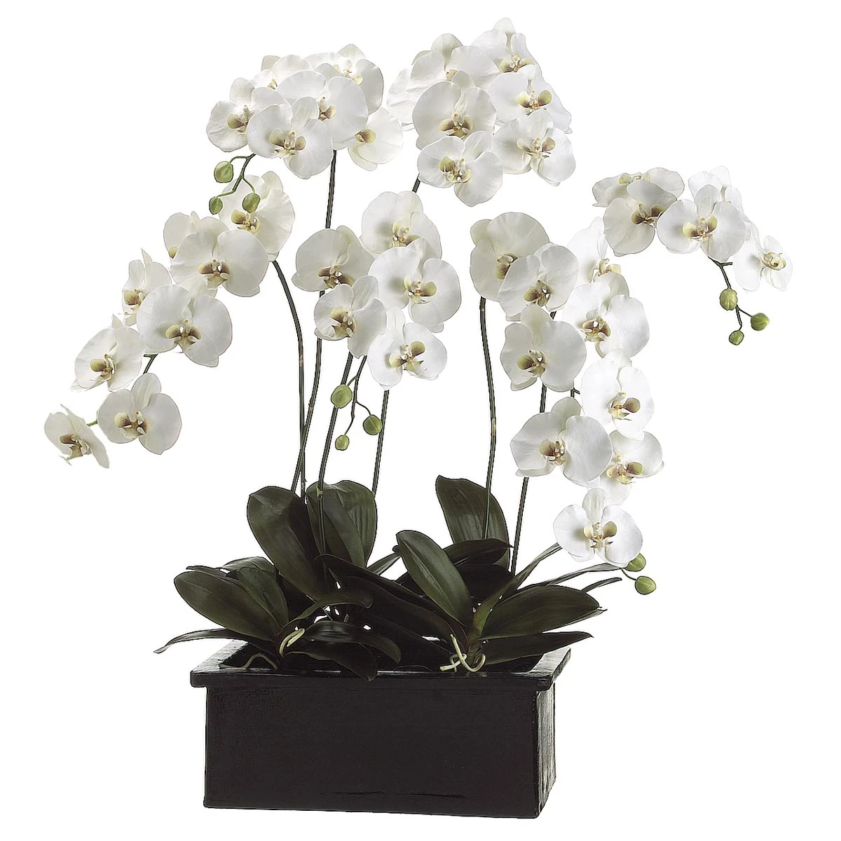 42 Inch Phalaenopsis Orchid Plant In Terra Cotta Pot 3 42 Inch Phalaenopsis Orchid Plant In Terra Cotta Pot