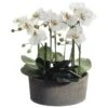 19 Inch Phalaenopsis Orchid Plant In Clay Pot 2 19 Inch Phalaenopsis Orchid Plant In Clay Pot -Artificial Trees Shop ALL1351 ZM 1