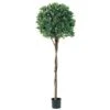 5 Foot Bay Leaf Topiary With Braided Trunk: Limited UV (Set Of 2) -Artificial Trees Shop ALL1375 ZM 1