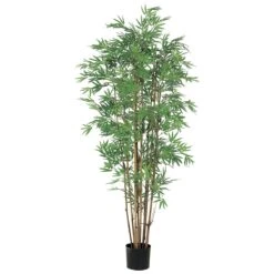 5 Foot Japanese Bamboo Tree: Potted