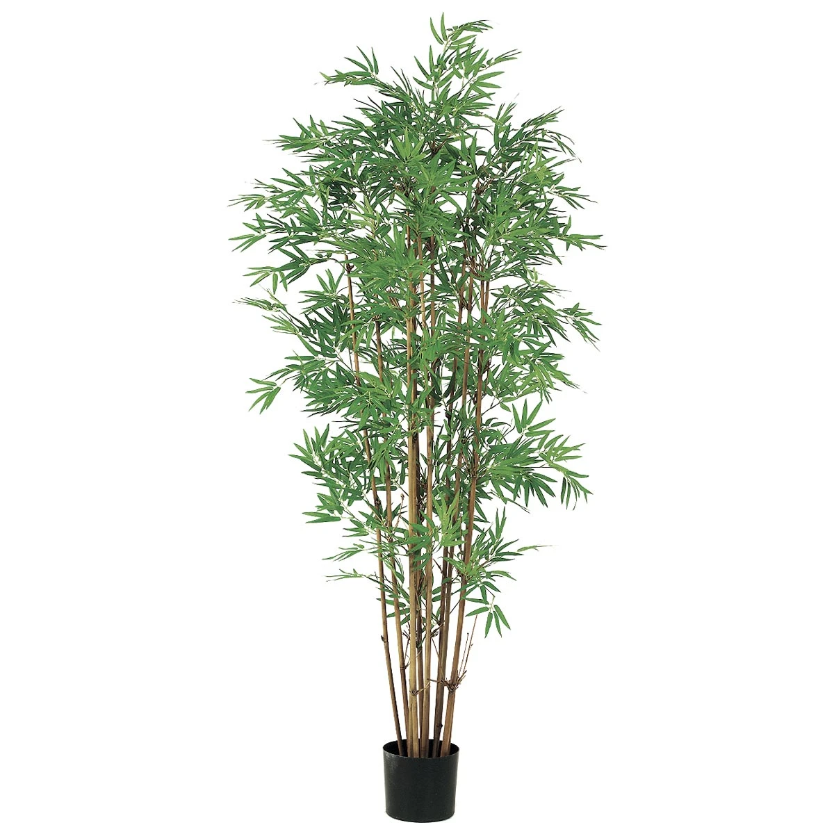5 Foot Japanese Bamboo Tree: Potted 3 5 Foot Japanese Bamboo Tree: Potted
