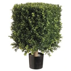 21 Inch Square Boxwood Topiary: Potted