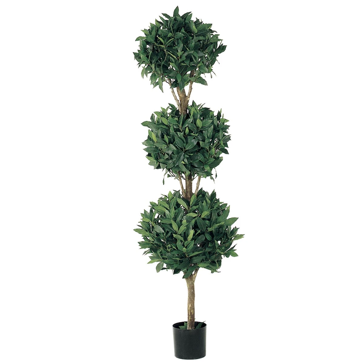 5 Foot Triple Ball Sweet Bay Topiary: Limited UV 3 5 Foot Triple Ball Sweet Bay Topiary: Limited UV