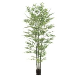 6 Foot Bamboo Tree: Potted (Set Of 2)