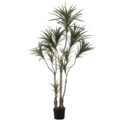 6 Foot Outdoor Dracaena Marginata Tree: Limited UV