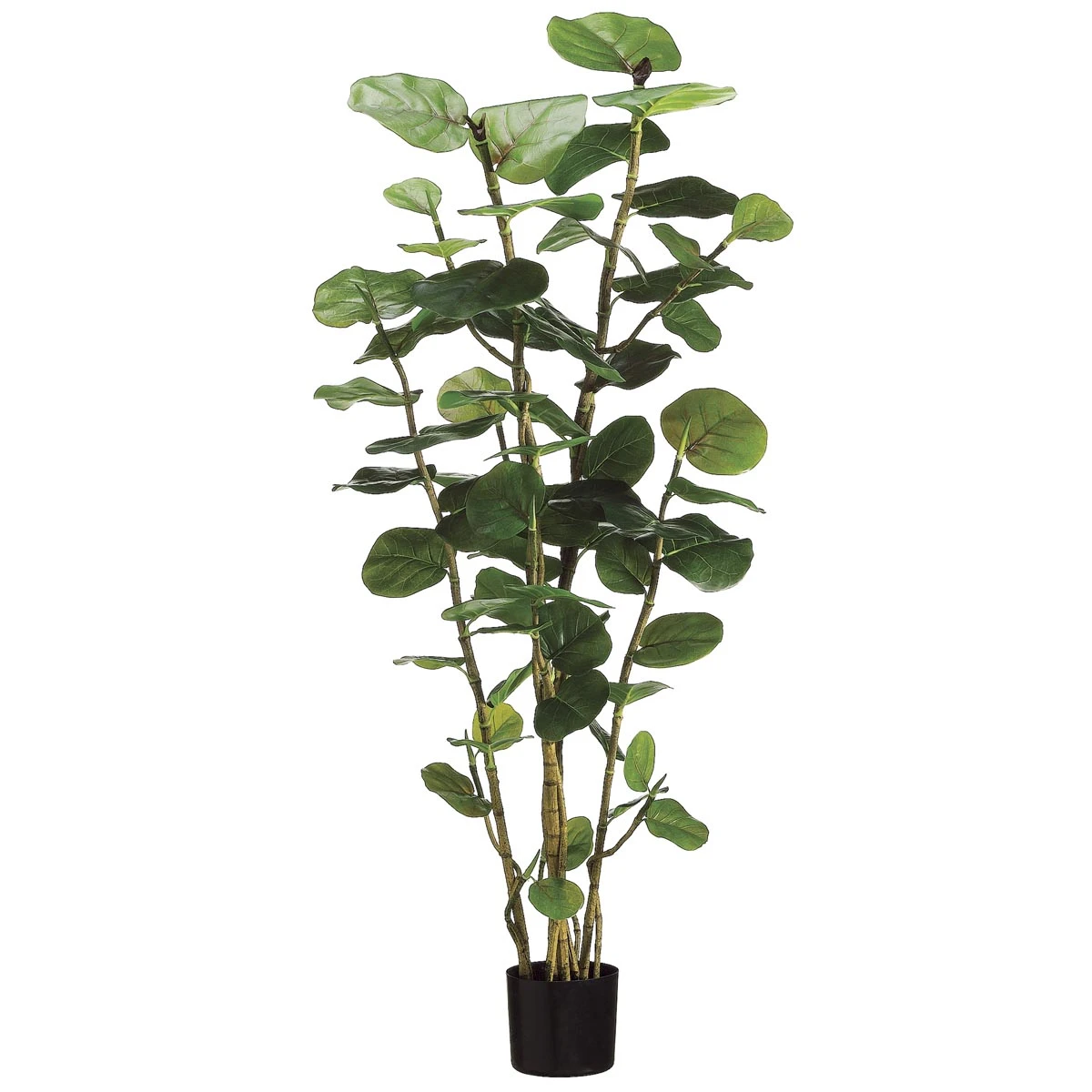 5 Foot Eva Sea Grape Plant: Potted 3 5 Foot Eva Sea Grape Plant: Potted