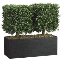 24 Inch Boxwood Topiary In Rectangular Bamboo Container