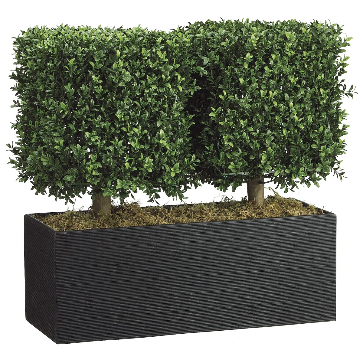 24 Inch Boxwood Topiary In Rectangular Bamboo Container 3 24 Inch Boxwood Topiary In Rectangular Bamboo Container