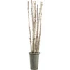 8 Foot Artificial Birch Poles In Fiber Cement Container 1 8 Foot Artificial Birch Poles In Fiber Cement Container -Artificial Trees Shop ALL1507