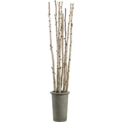 8 Foot Artificial Birch Poles In Fiber Cement Container