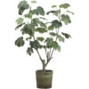 4 Foot Artificial Fig Plant In Clay Pot 2 4 Foot Artificial Fig Plant In Clay Pot -Artificial Trees Shop ALL1524