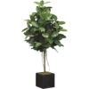 6.5 Foot Artificial Rubber Tree In Bamboo Container -Artificial Trees Shop ALL1580