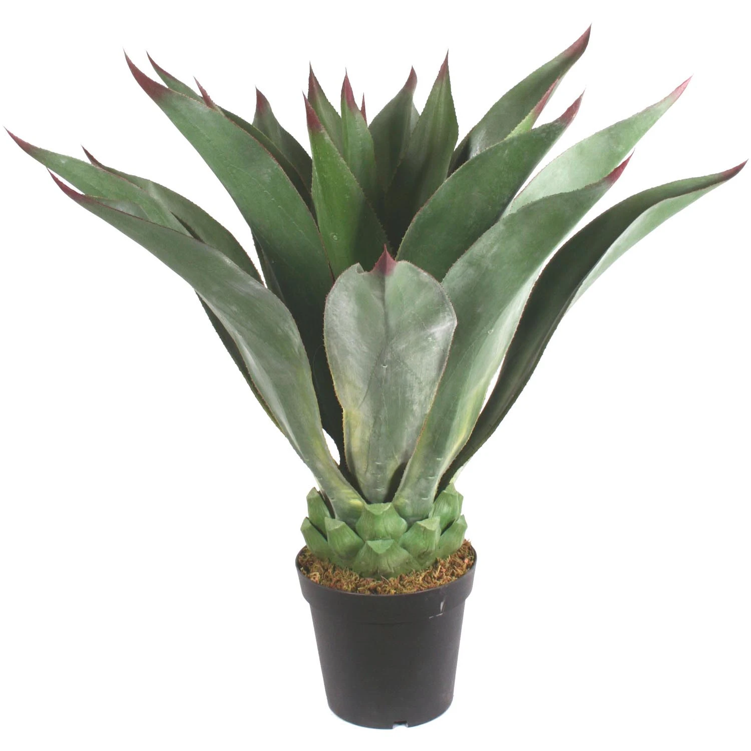 39 Inch Limited UV Outdoor Potted Giant Aeonium Plant (Set Of 2) 3 39 Inch Limited UV Outdoor Potted Giant Aeonium Plant (Set Of 2)