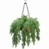 Outdoor Artificial Asparagus Fern In Decorative Hanging Basket With Chain -Artificial Trees Shop CSI1043 ZM 1