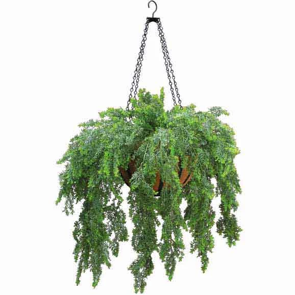 Outdoor Artificial Asparagus Fern In Decorative Hanging Basket With Chain 3 Outdoor Artificial Asparagus Fern In Decorative Hanging Basket With Chain