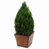 Preserved Tabletop Cone Topiary 1 Preserved Tabletop Cone Topiary -Artificial Trees Shop FGA1014 ZM 1