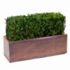 Preserved Tabletop Hedge Topiary -Artificial Trees Shop FGA1016 ZM 1