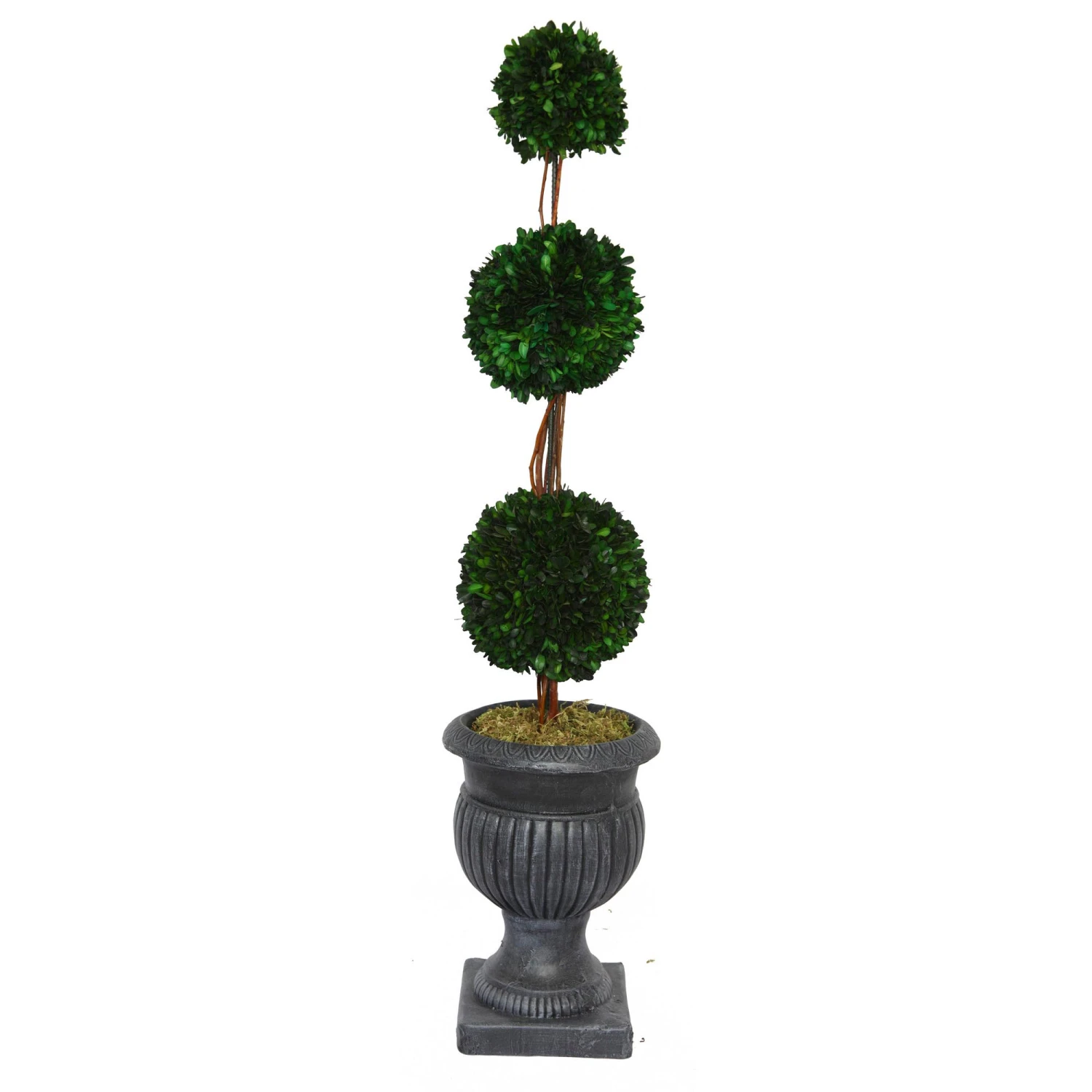 Vintage Home 44 Inch Preserved Triple Ball Boxwood In Urn 3 Vintage Home 44 Inch Preserved Triple Ball Boxwood In Urn