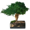 Preserved Single Monterey Bonsai -Artificial Trees Shop MBO008