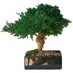 Preserved Single Monterey Bonsai