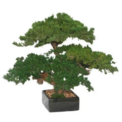 18 Inch Preserved Triple Monterey Bonsai