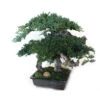 20 Inch Preserved Monterey Bonsai -Artificial Trees Shop MBO020