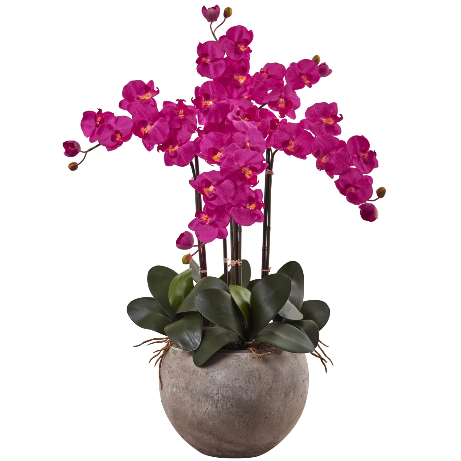 36 Inch Phalaenopsis Orchid Arrangement In Sand Colored Bowl 3 36 Inch Phalaenopsis Orchid Arrangement In Sand Colored Bowl