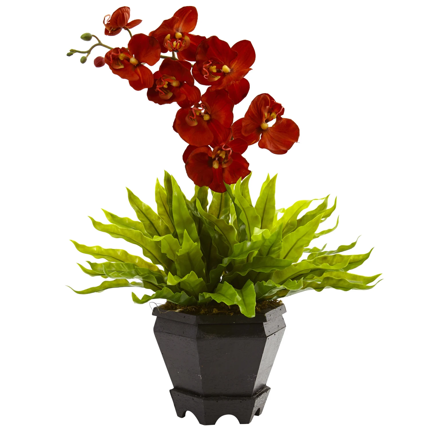 20 Inch Birds Nest & Orchid Combo With Planter 3 20 Inch Birds Nest & Orchid Combo With Planter