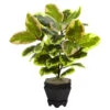 22 Inch Mini Variegated Rubber Tree In Planter -Artificial Trees Shop NEA 6886