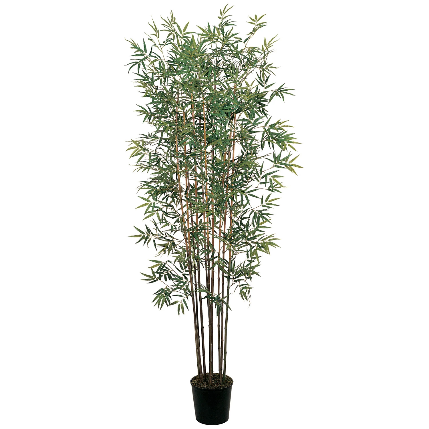 6 Foot Mini Bamboo Tree: Potted 3 6 Foot Mini Bamboo Tree: Potted