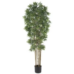 6 Foot Bamboo Japanica Tree: Potted