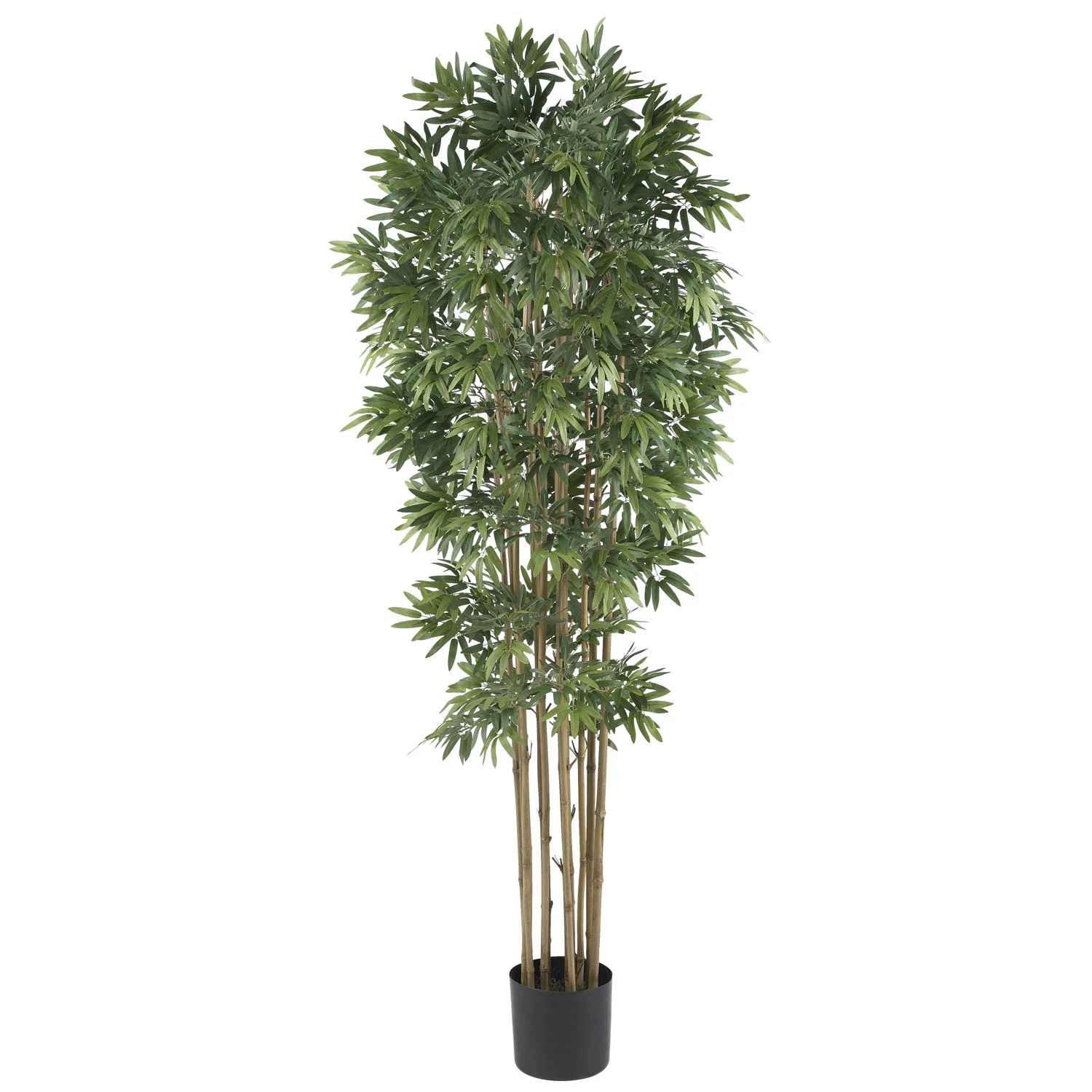 6 Foot Bamboo Japanica Tree: Potted 3 6 Foot Bamboo Japanica Tree: Potted