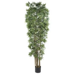 7 Foot Bamboo Japanica Tree: Potted