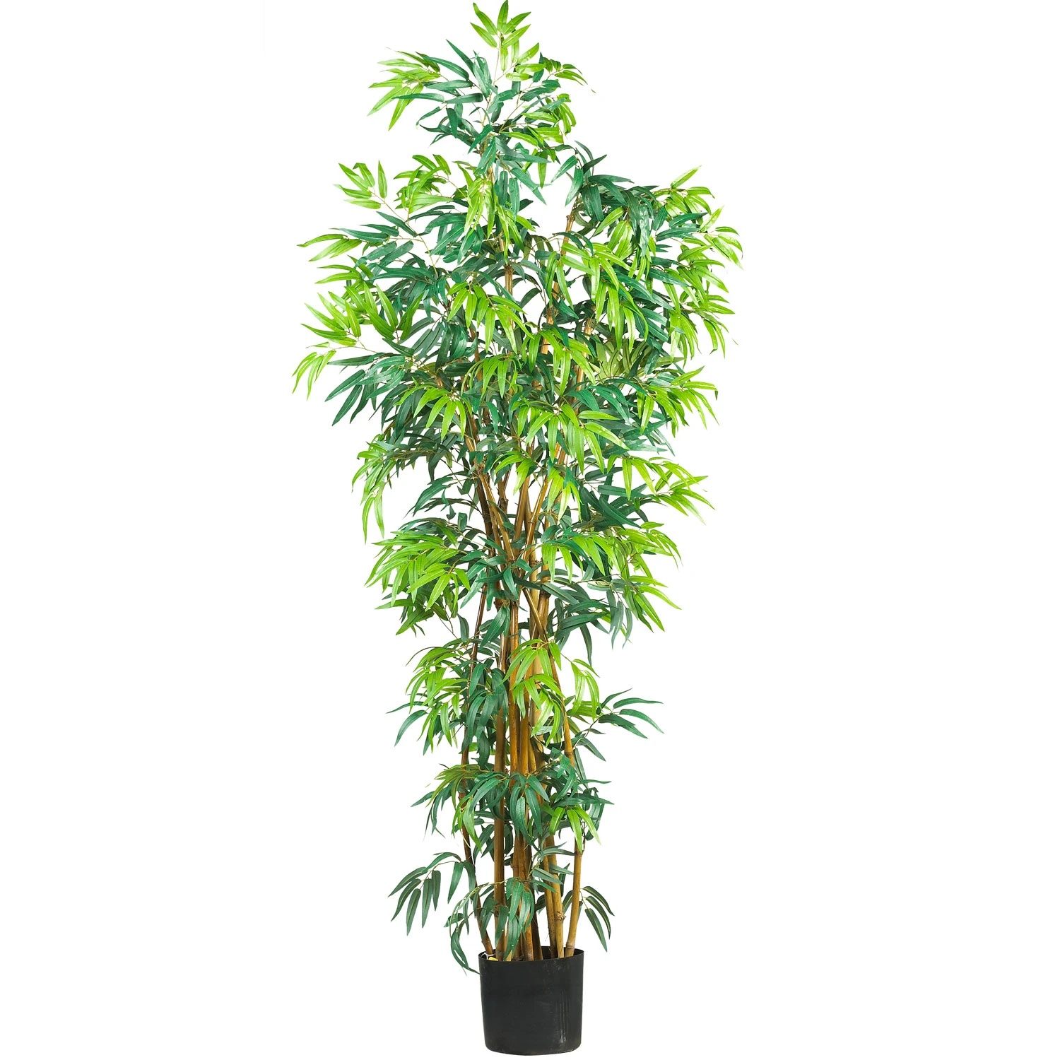 6 Foot Fancy Style Bamboo Tree: Potted 3 6 Foot Fancy Style Bamboo Tree: Potted