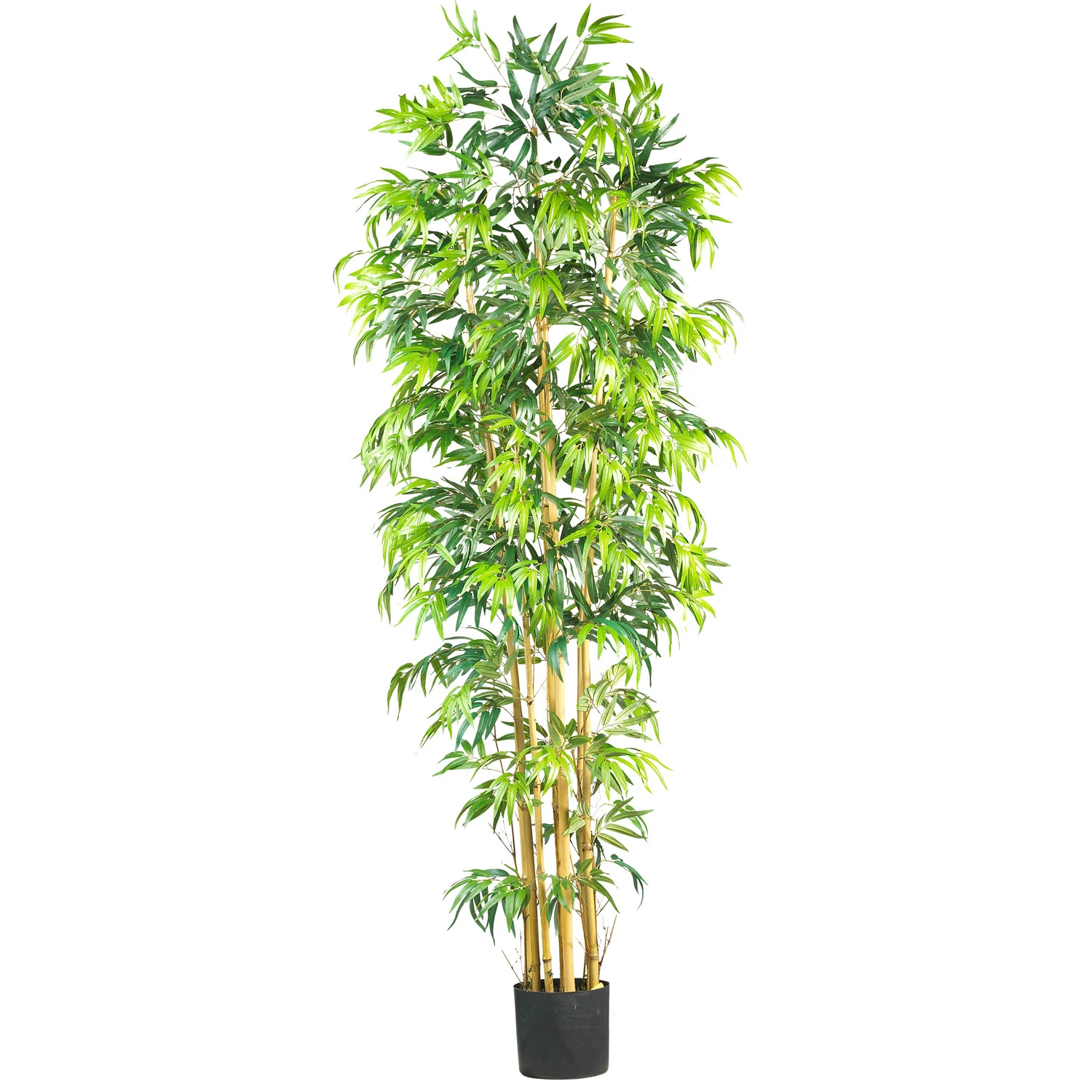7 Foot Multi Bambusa Bamboo Tree: Potted 3 7 Foot Multi Bambusa Bamboo Tree: Potted