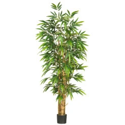 6 Foot Belly Bamboo Tree: Potted