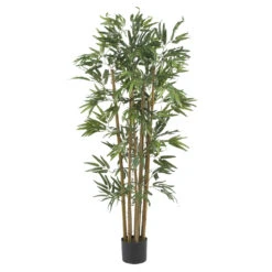 4 Foot Multi Bambusa Bamboo Tree: Potted