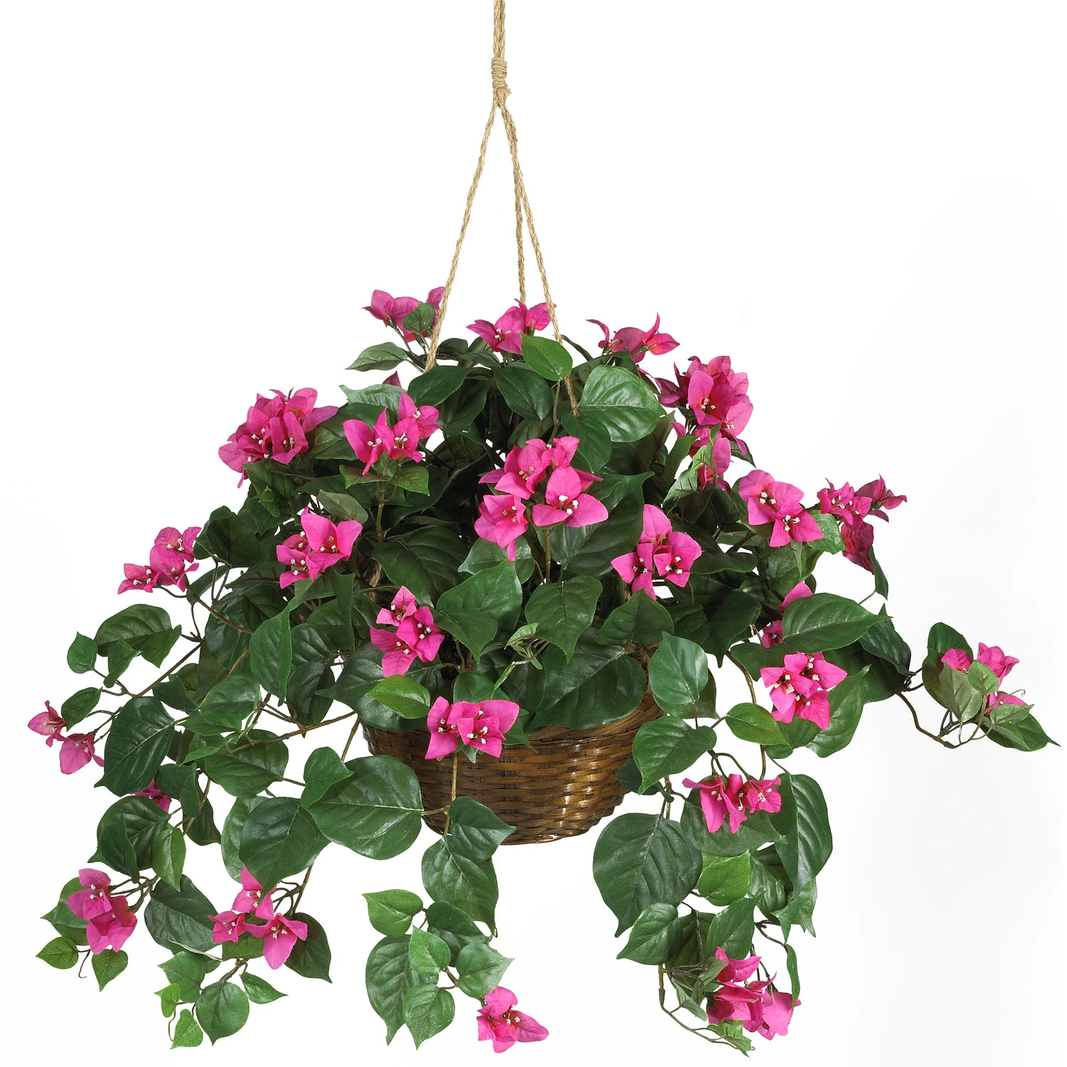24 Inch Bougainvillea In Hanging Basket 3 24 Inch Bougainvillea In Hanging Basket
