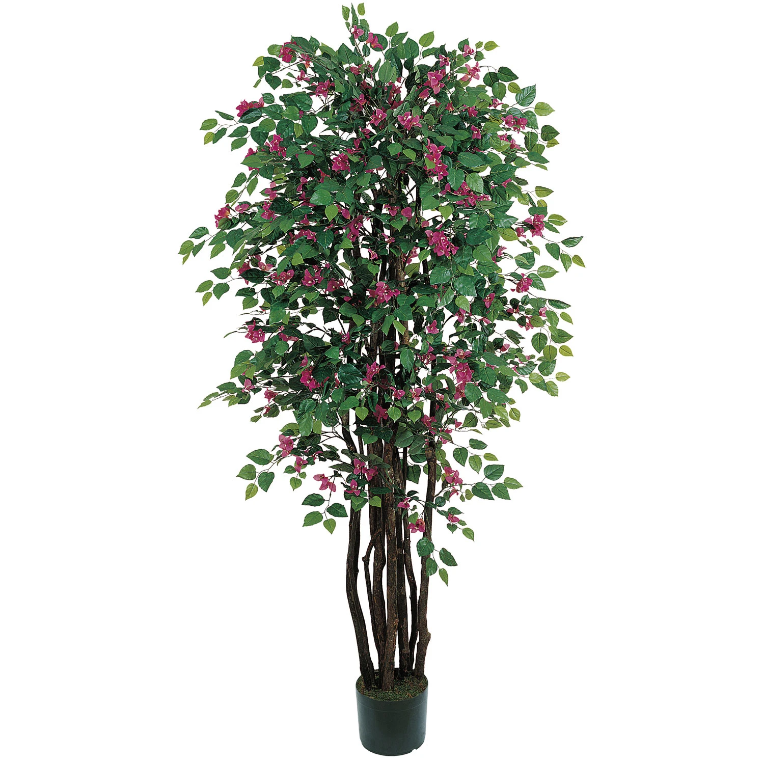 6 Foot Bougainvillea Tree: Potted 3 6 Foot Bougainvillea Tree: Potted