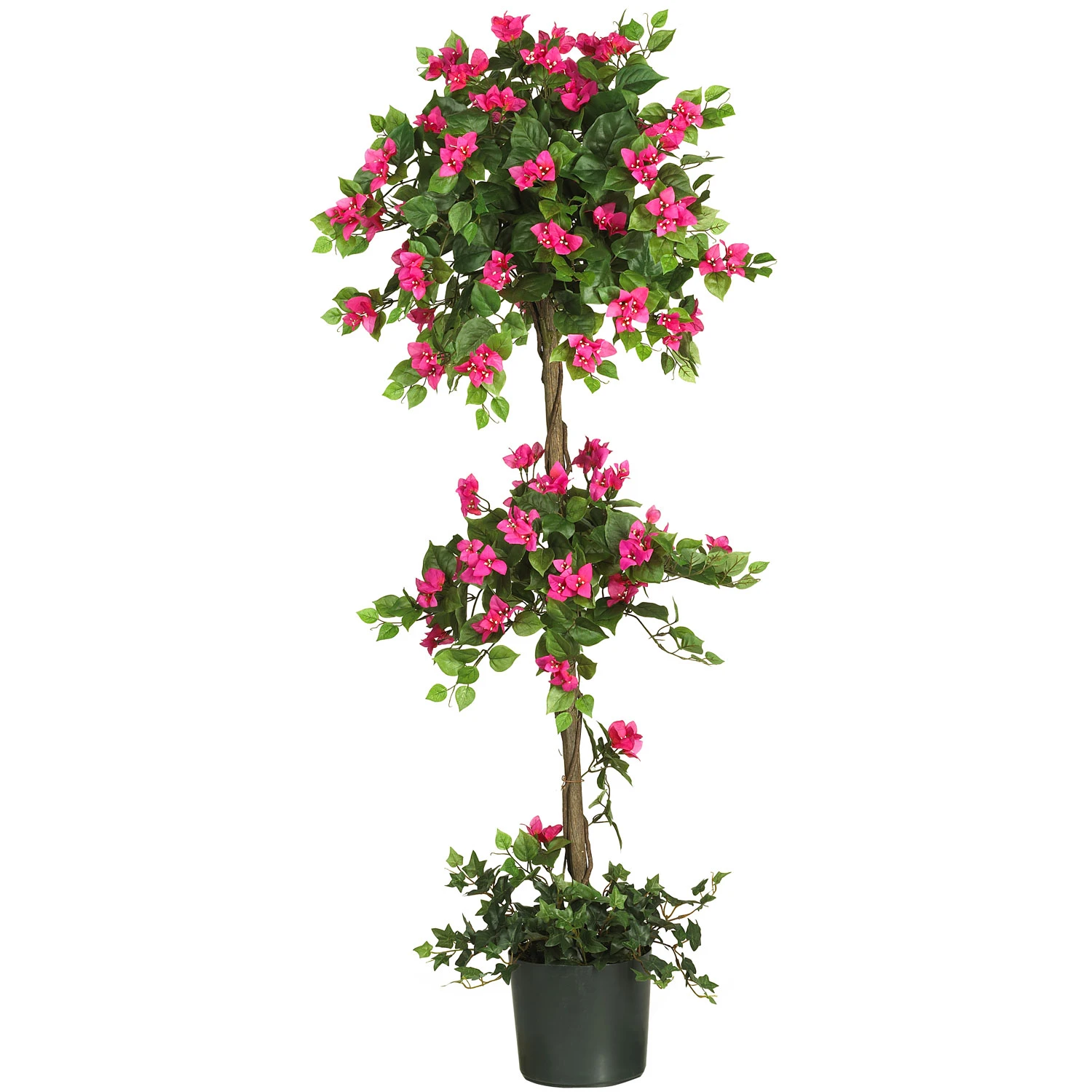5 Foot Mini Bougainvillea Topiary: Potted 3 5 Foot Mini Bougainvillea Topiary: Potted