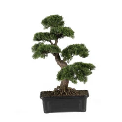 24 Inch Cedar Bonsai