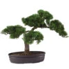 16 Inch Cedar Bonsai 1 16 Inch Cedar Bonsai -Artificial Trees Shop NEA1141 ZM 1