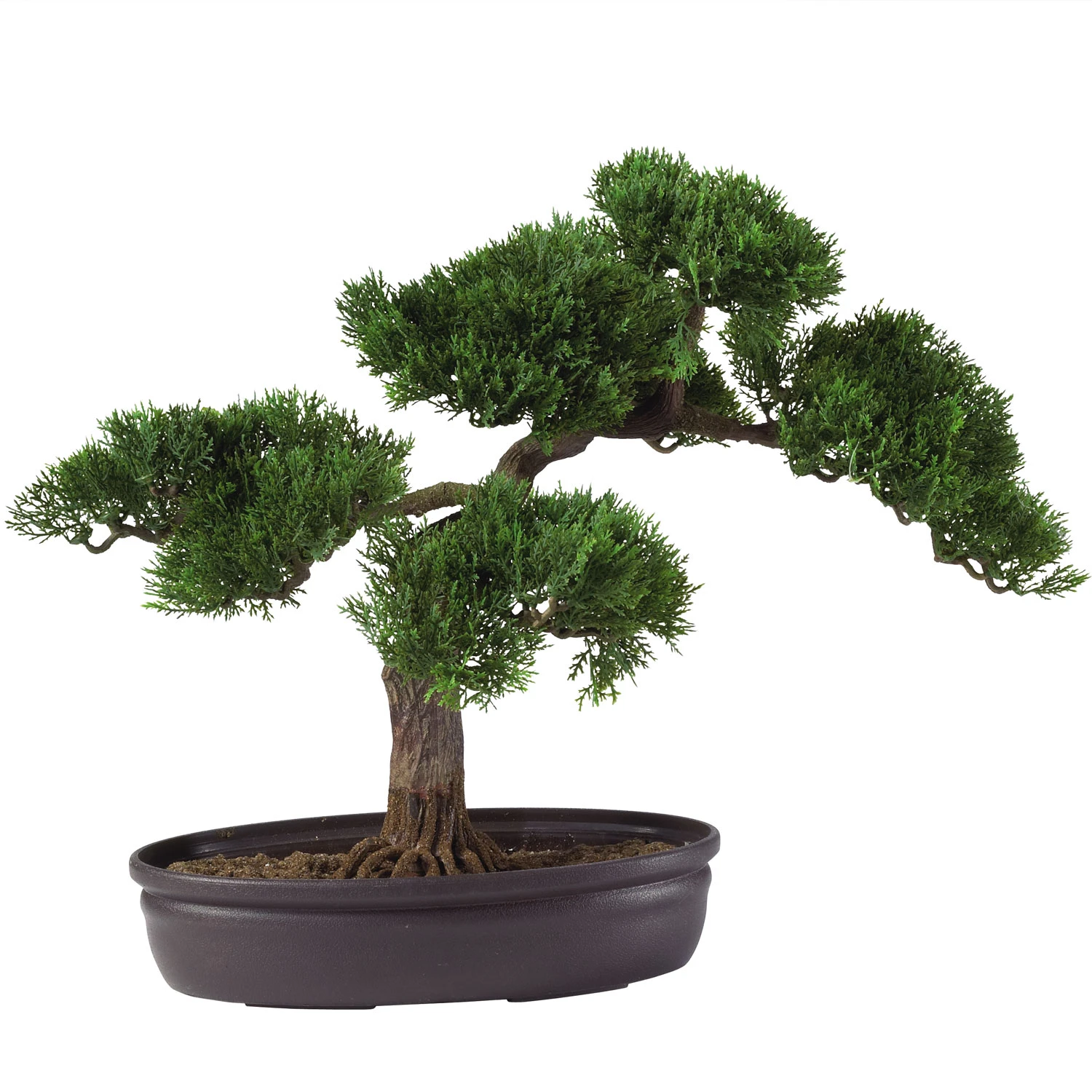 16 Inch Cedar Bonsai 3 16 Inch Cedar Bonsai